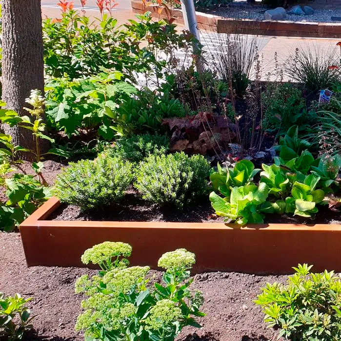 Puutarhaistutus, jossa pieni korotettu kasviallas rajattu kapealla suoralla corten-teräksisellä reunatuella.