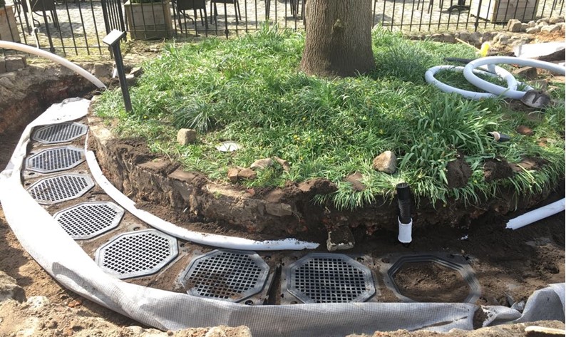 Heeswijkin linnan edustalla kasvava saarni