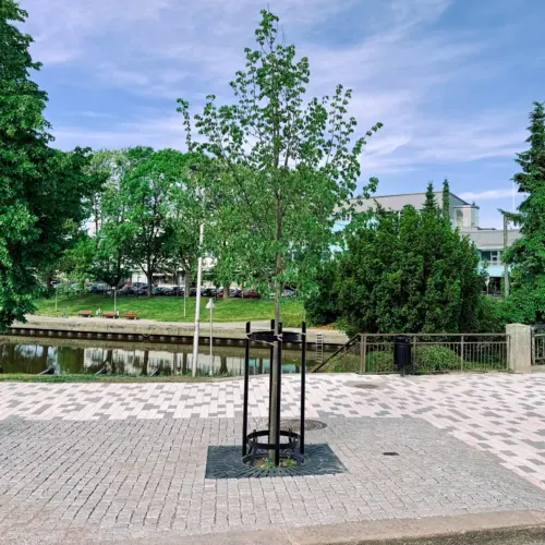 Katupuuistutus Horninkatu Salo. Puun runkosuoja HA22 600, maaritilä Classico 1500x1500 ja korkea asennuskehikko KasvuTuki 1500